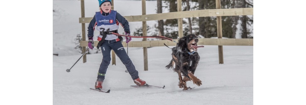 Slede sprint, slede mellomdistanse og nordisk stil: Hamar hundekjørerfestival - WORLD CUP slede sprint